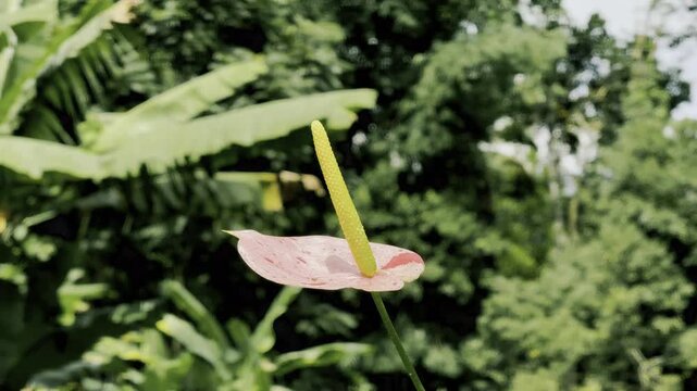 Laceleaf Flower Plant, Anthurium Flower Stock Video