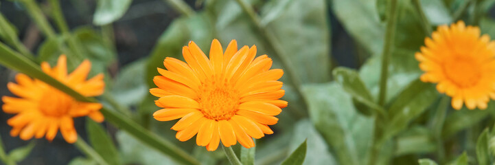 Bright orange marigold flower in garden with green leaves in springtime close-up nature photography.
