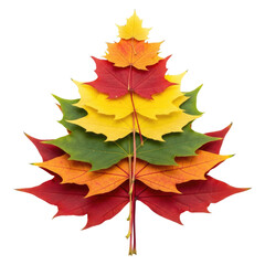 Obraz premium Decorative Maple Leaf Arrangement For Autumn Isolated on Transparent PNG Background.
