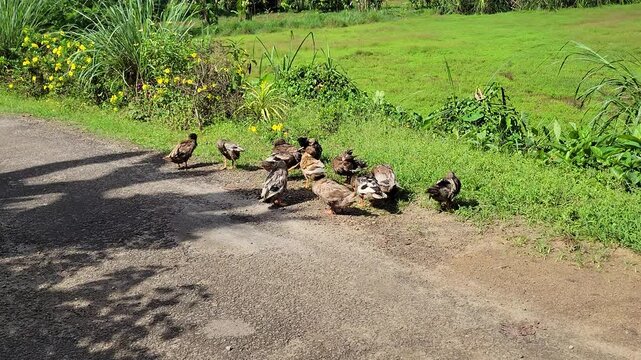 Rural Scene of Ducks Preening Beside Paddy Field and Small Stream