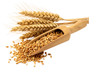 Close-up of golden wheat stalks and grains spilling from a small wooden scoop on a transparent background