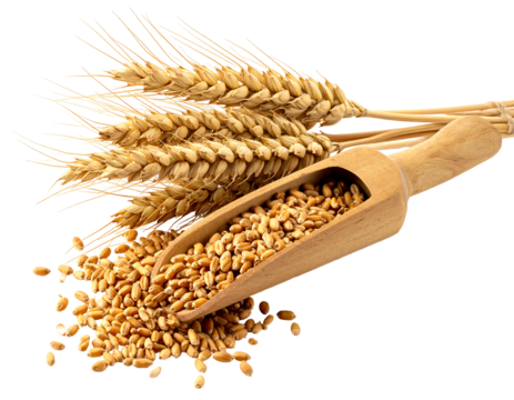 Close-up of golden wheat stalks and grains spilling from a small wooden scoop on a transparent background - Powered by Adobe