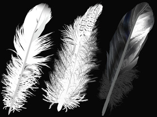 three fluffy white silhouettes of feathers isolated on black