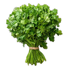 Fototapeta premium A bunch of fresh cilantro tied with twine against a solid backdrop on transparent background