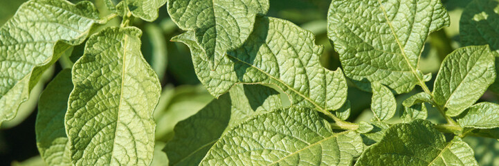 Close-up of green potato plant leaves with detailed texture in sunlight.