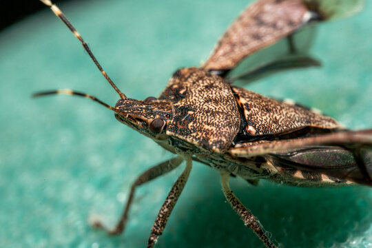 Extreme Close-Up of Brown Marmorated Stink Bug
