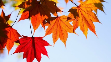 red maple leaves wallpaper 4k image 