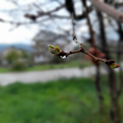 Seasonal Transition: The newly opened bud on the tree branch in spring and the bright water drop hanging on it. Blurred green background.