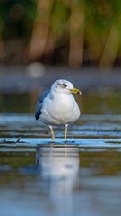 Close-up of a gull standing in shallow water, calm reflections