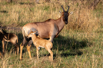 Topi antelope (Damaliscus lunatus) cow with her calf standing in the grassy savannah of Serengeti National Park