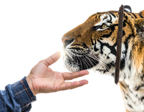 Close-up profile of a tiger's head with an outstretched hand reaching towards it, set against a black background