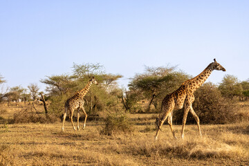 Two giraffes (Giraffa camelopardalis) walking across the dry savannah landscape of Serengeti National Park, Tanzania