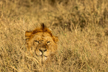 A male lion (Panthera leo) peers over tall, dry grass on the savanna in Serengeti National Park, Tanzania