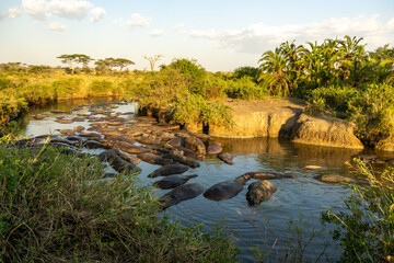 A large pod of hippopotamus (Hippopotamus amphibius) resting and wallowing in a muddy river during...
