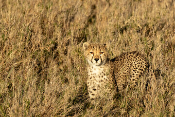 A cheetah cub (Acinonyx jubatus) stands alert in the tall dry grass of Serengeti National Park, Tanzania