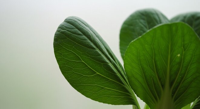 Close-up of vibrant green bok choy leaves, showcasing intricate vein patterns against a soft, neutral background.