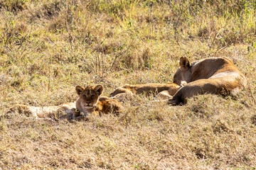 A lioness (Panthera leo) resting with her cubs in the dry savanna of Serengeti National Park, Tanzania