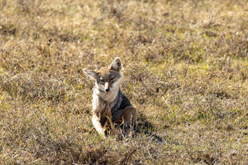 Golden jackal (Canis aureus) sitting alertly in the dry savanna grass of Serengeti National Park, Tanzania