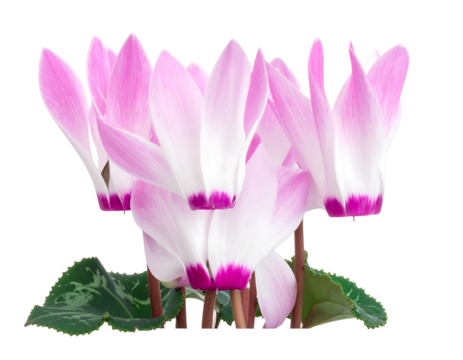 Cyclamen's delicate pink & white petals cluster atop thin stems, nestled among mottled green foliage against a black backdrop