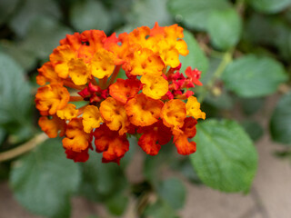 Lantana camara common lantana is a species of flowering plant in the verbena family Verbenaceae, American tropics. Palmitos Park. Botanical zoo-themed park. Gran Canaria. Photo  macro photography.