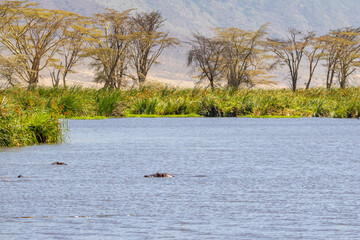 Two hippopotamuses (Hippopotamus amphibius) submerge in a pool surrounded by acacia trees in Ngorongoro Crater Tanzania