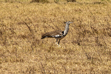 A Kori bustard (Ardeotis kori) walking in the dry grass of the savannah in Ngorongoro Crater National Park, Tanzania