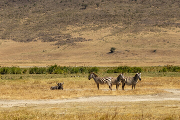 A wildebeest (Connochaetes taurinus) resting with three plains zebras (Equus quagga) standing in Ngorongoro Crater, Tanzania