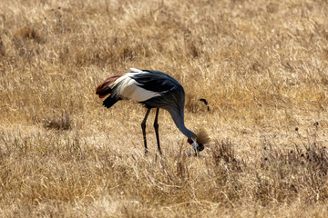 A Grey Crowned Crane (Balearica regulorum) forages in the dry brown grass of Ngorongoro Crater National Park, Tanzania