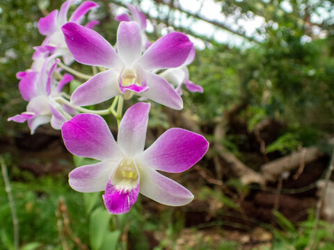 Dendrobium, Aerides are genera of orchids, but they are different, and their names are not used together as a single term. Aerides is a smaller genus, cat's-tail, fox brush, orchids, fragrant flowers.