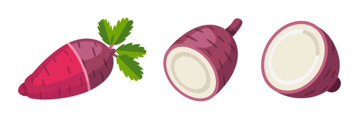Red radish duo, whole elongated root, sliced round piece, vibrant fresh produce, salad garnish icons, vector illustration
