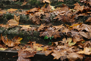 Autumn Leaves on Stone Steps