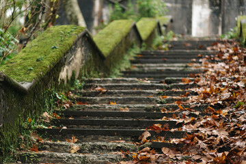 Staircase Covered with Autumn Leaves and Moss