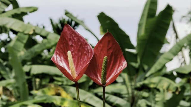 Laceleaf Flower Plant, Anthurium Flower Stock Video