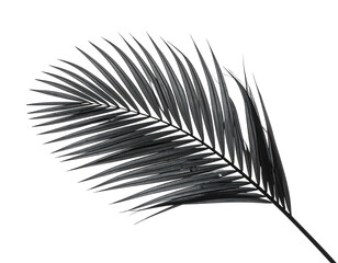 Fototapeta premium Dark palm frond with textured leaves on a stark black background