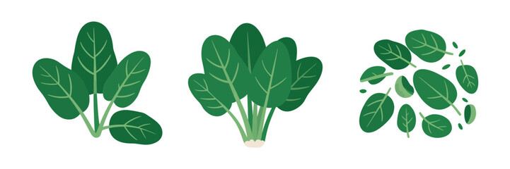 Spinach and baby greens set, herb sprigs bundle, scattered microgreens, vibrant salad kit, wholesome plant based vector