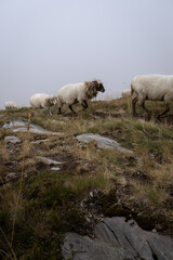 sheep on peak of the balkans trail in Montenegro