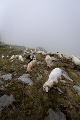 sheep on peak of the balkans trail in Montenegro