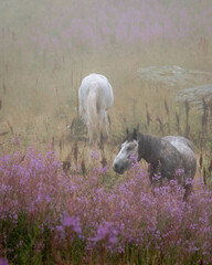 horse in foggy mountains of Montenegro
