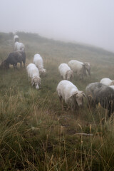 sheep on peak of the balkans trail in Montenegro