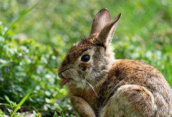 Bunny, 