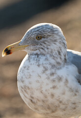 Handsome Gull