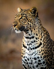 Close-up of a leopard in its natural habitat, with focused gaze