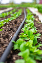 Young radish plants grow in rows next to a drip irrigation line
