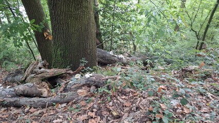Tree trunk with fallen leaves in lush green forest setting  