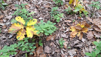 Green and yellow plants growing on forest floor with fallen leaves  