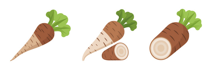 Root vegetable set, parsnip and taro illustrations, whole and sliced views, cooking ingredient icons, farmers market style vector
