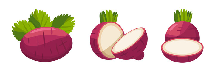 Red radish group, whole bulbs and sliced rounds, white interior texture, crunchy salad vegetable, kitchen produce icons vector