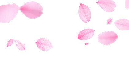 Gentle Pink Cherry Blossom Petals Floating in Air