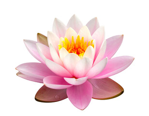 Delicate pink lotus flower isolated on a black background, showcasing its petals and vibrant yellow center