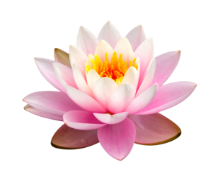 Delicate pink lotus flower isolated on a black background, showcasing its petals and vibrant yellow center